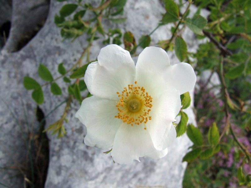 rosa